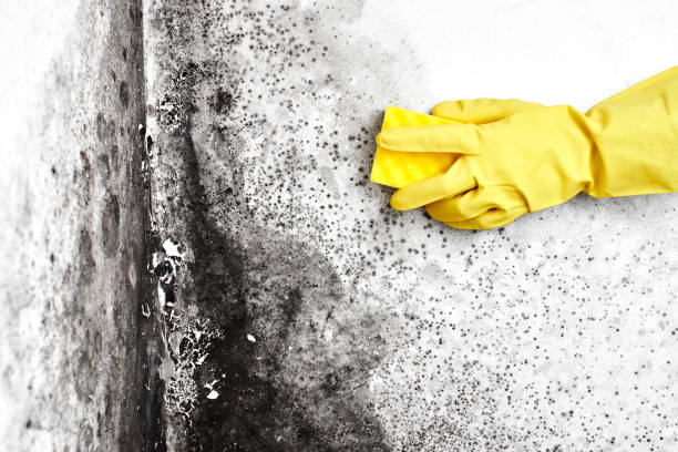 Best Attic Mold Removal  in Hazlehurst, MS