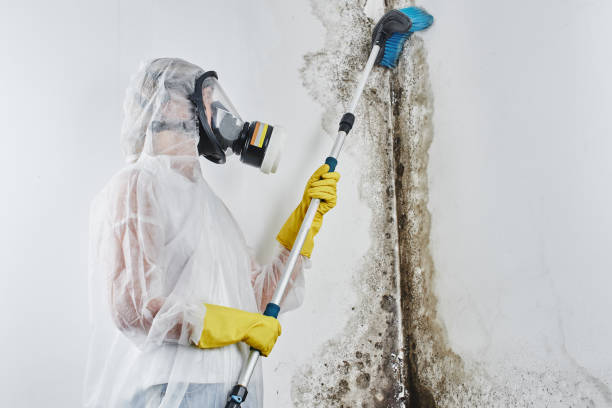Best Black Mold Removal  in Hazlehurst, MS