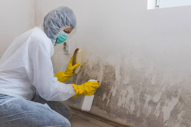 Best Commercial Mold Removal  in Hazlehurst, MS