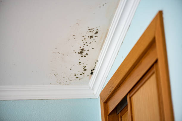 Best Emergency Mold Removal  in Hazlehurst, MS
