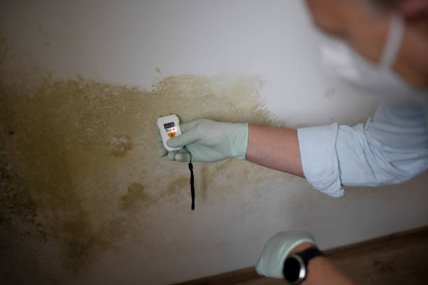 Best Mold Testing  in Hazlehurst, MS