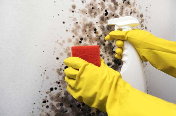 Best Mold Removal Company Near Me  in Hazlehurst, MS