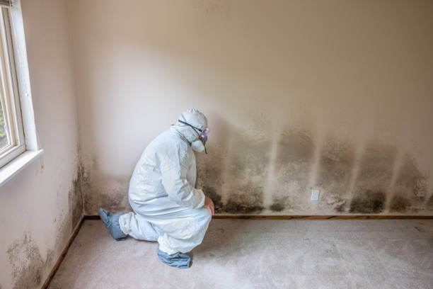 Best Affordable Mold Removal  in Hazlehurst, MS