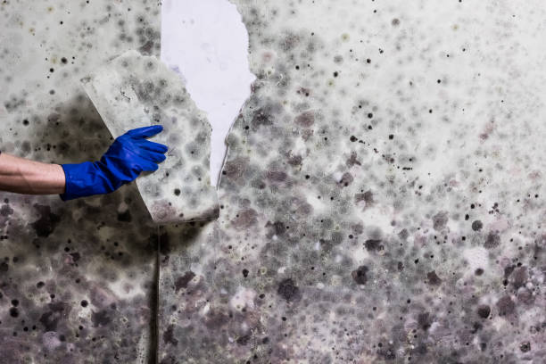 Crawl Space Mold Removal in Hazlehurst, MS