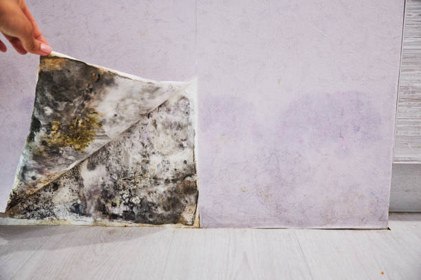 Best Emergency Mold Removal  in Hazlehurst, MS